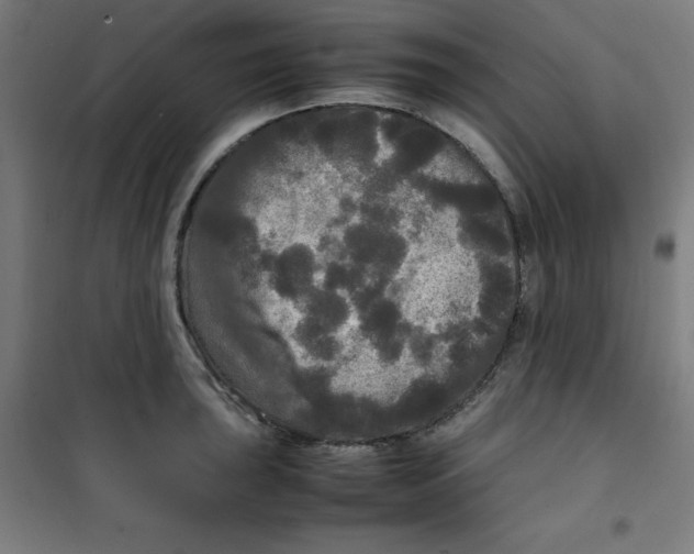 X0000100311043200807031142