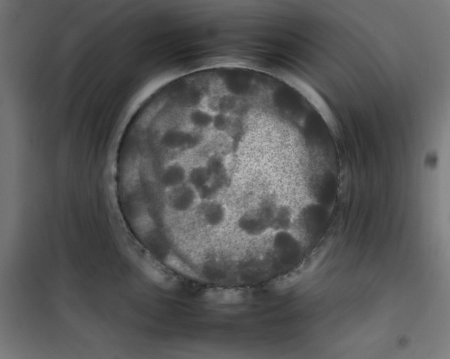 X0000100311051200807031142