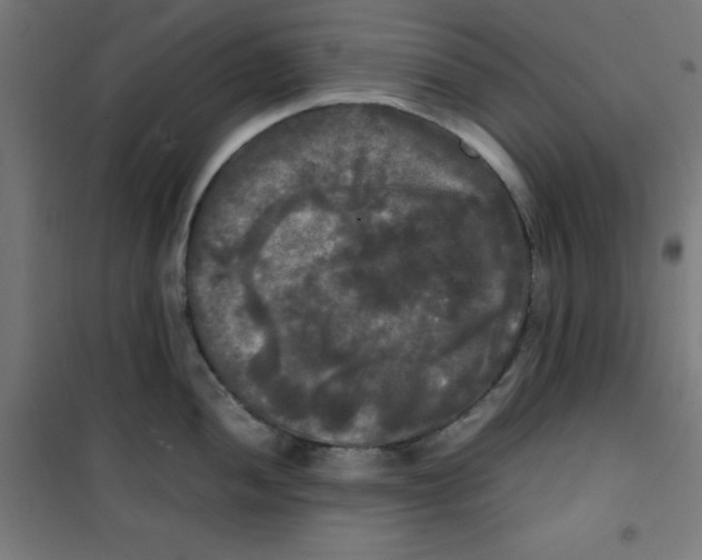 X0000100311052200807031142