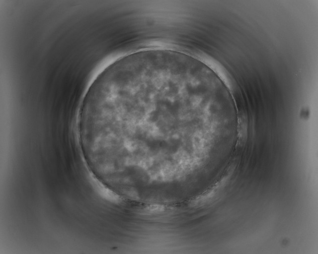 X0000100311098200807031141