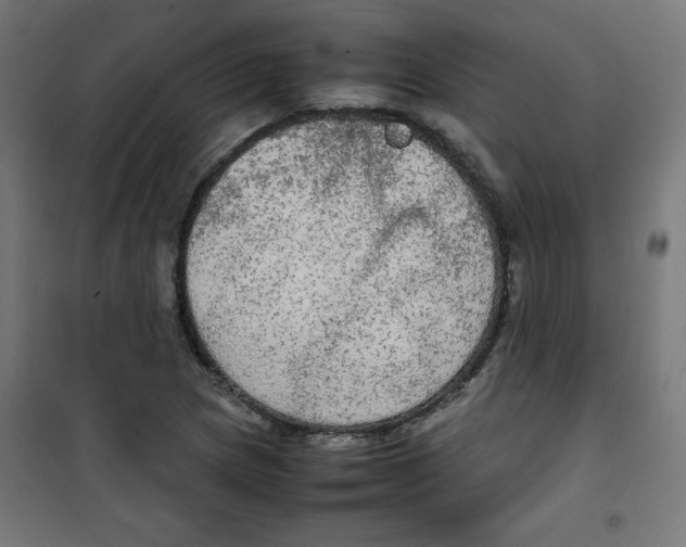 X0000100311217200807031139