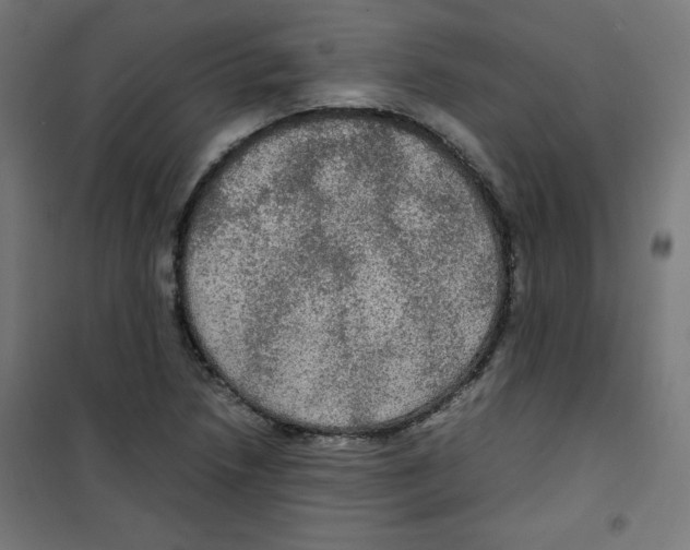 X0000100311218200807031139