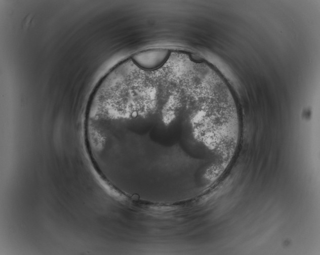 X0000100311237200807031139
