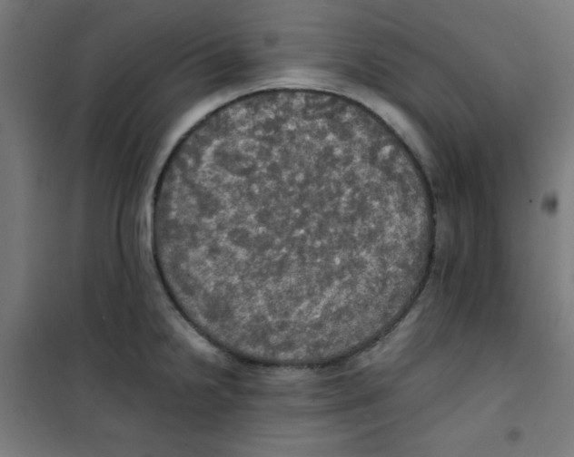 X0000100311238200807031139