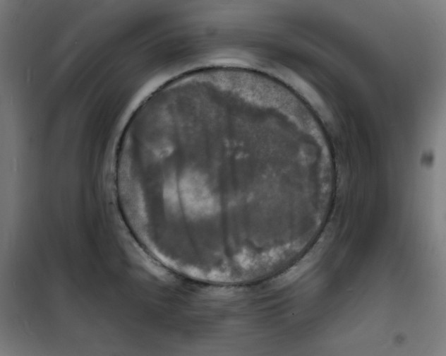 X0000100311240200807031139
