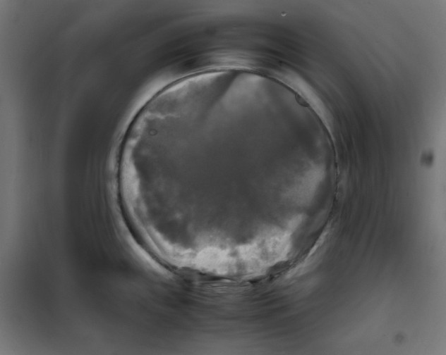 X0000100311243200807031139