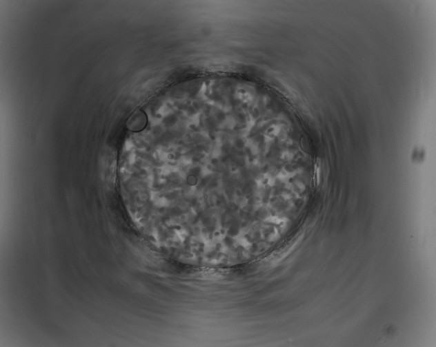 X0000100311251200807031138