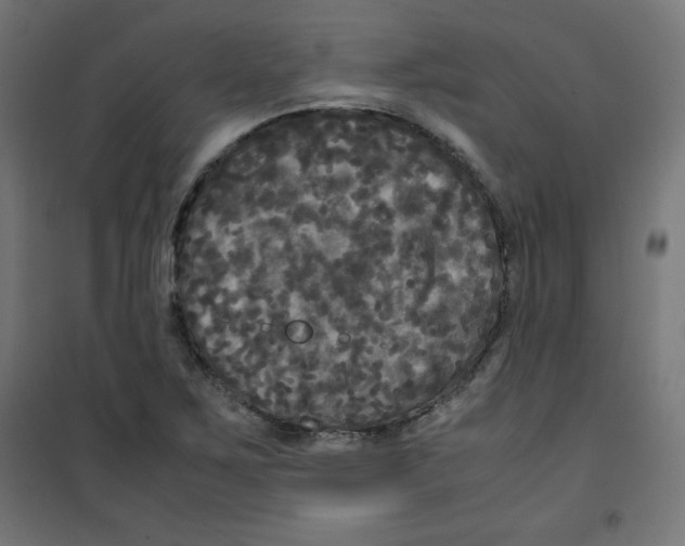 X0000100311267200807031138