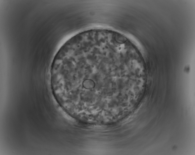 X0000100311287200807031138