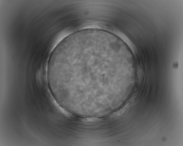 X0000100311290200807031138