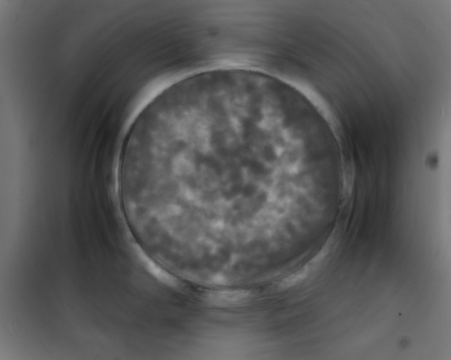 X0000100311294200807031138