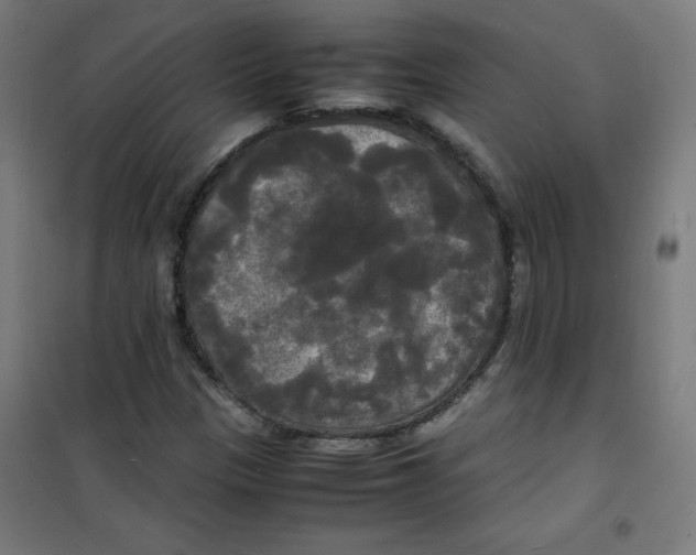 X0000100311305200807031137