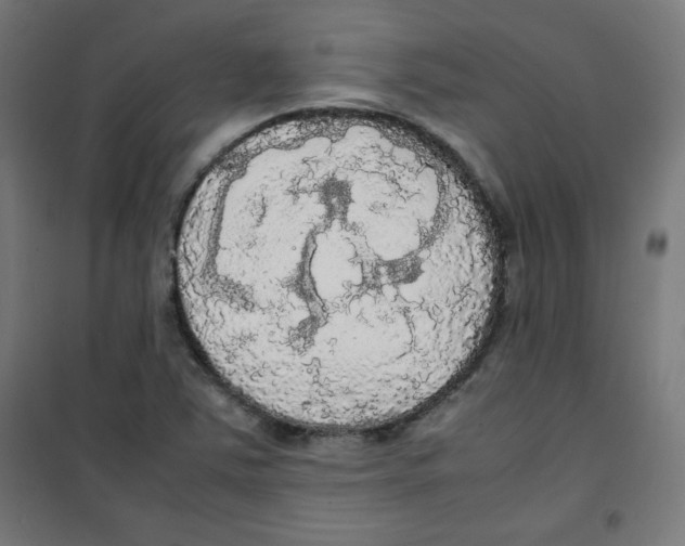 X0000100311363200807031137
