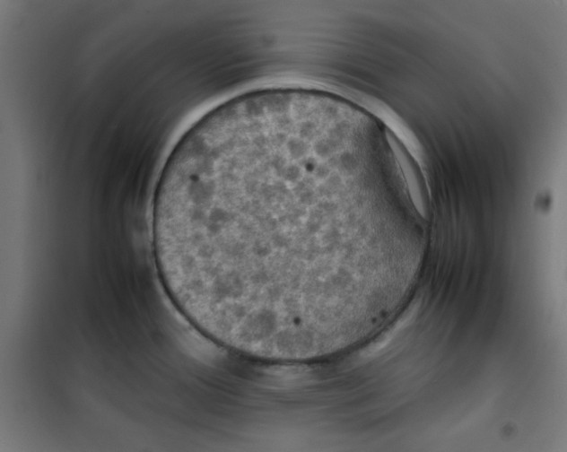 X0000100311388200807031136