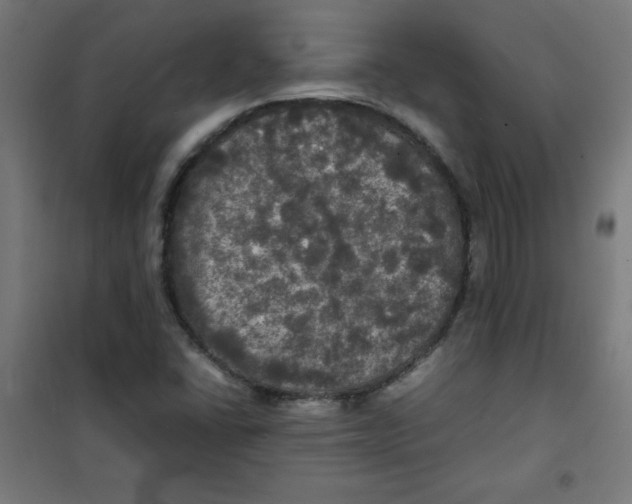 X0000100311406200807031136