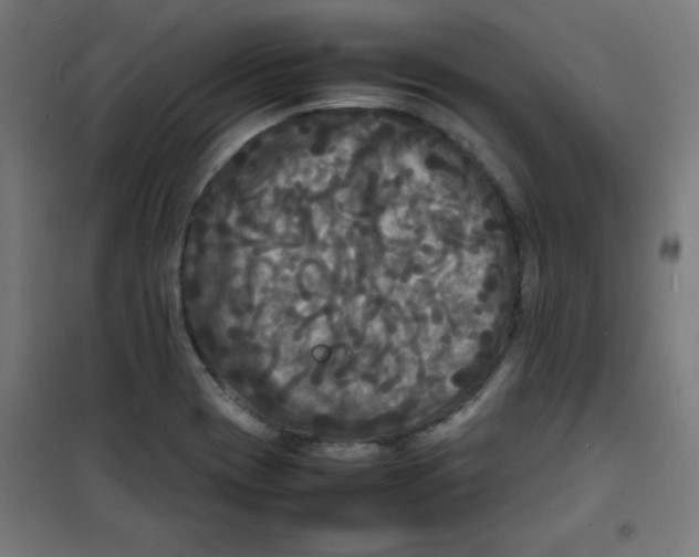 X0000100311417200807031136