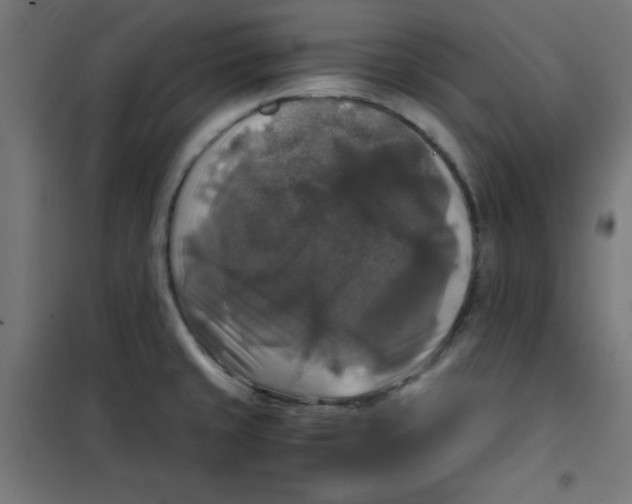 X0000100311429200807031136