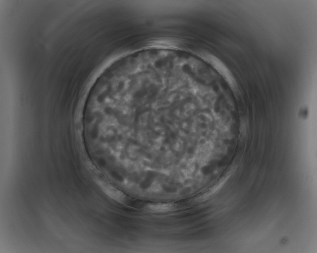 X0000100311435200807031136