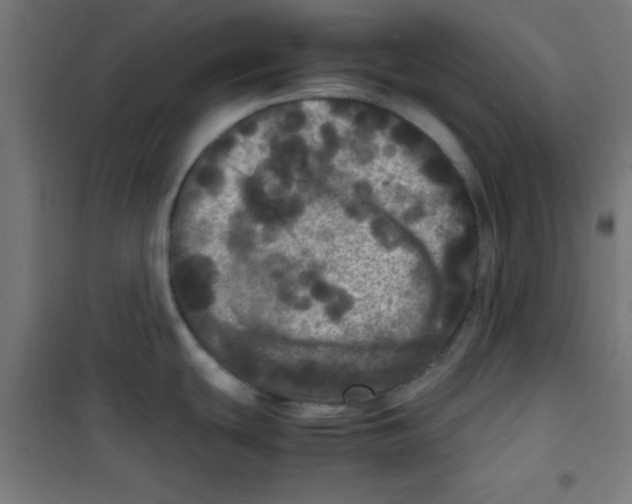 X0000100311439200807031136