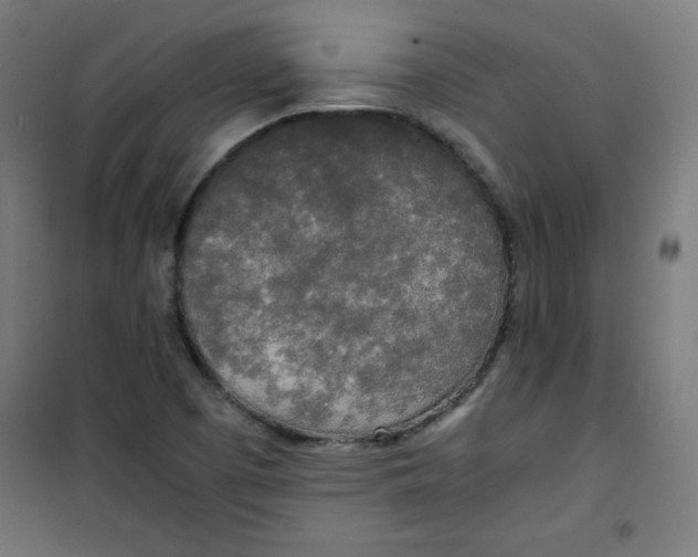 X0000100311457200807031136