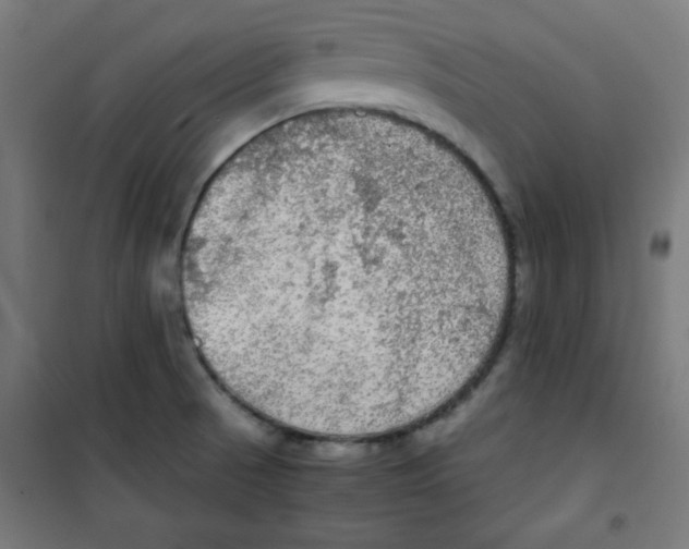 X0000100311521200807031135