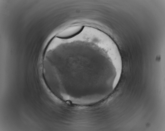 X0000100311522200807031135