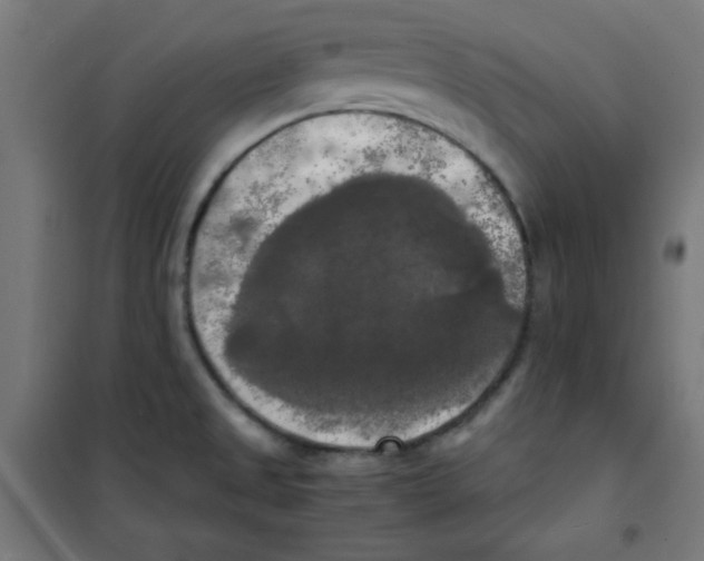 X0000100311525200807031135