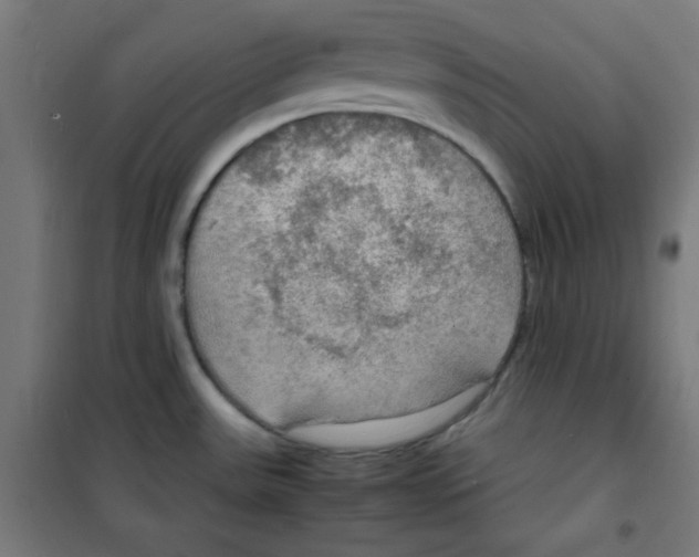 X0000100311531200807031135