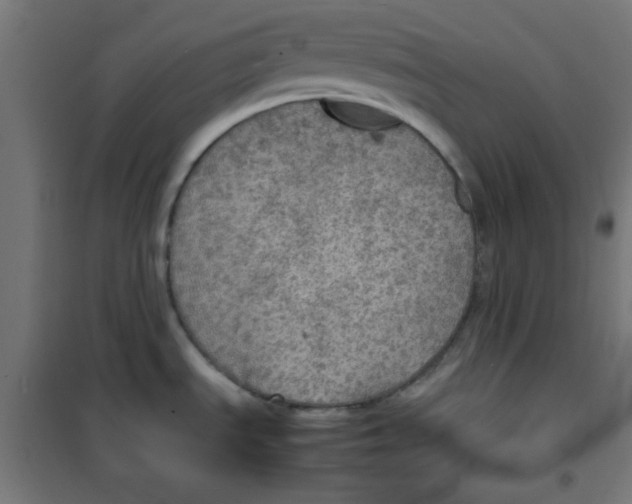 X0000100311535200807031135