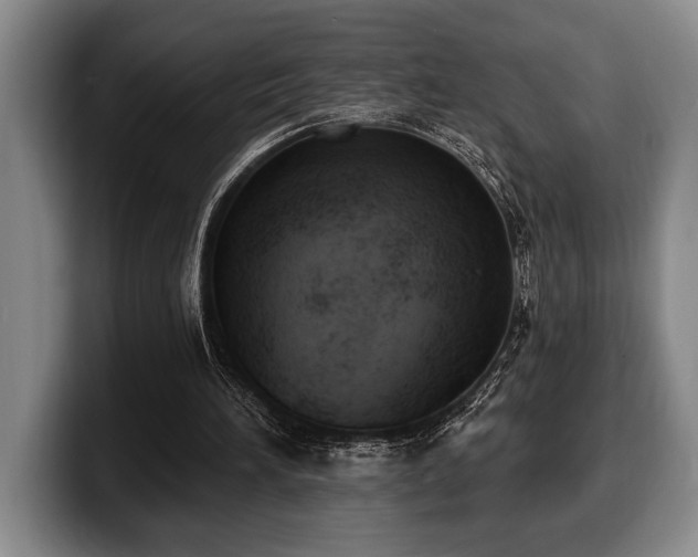 X0000100320196200806051524