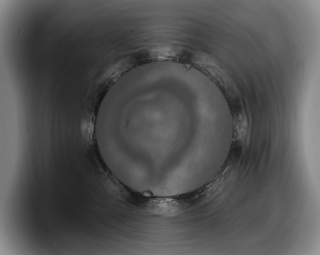 X0000100320427200806051521