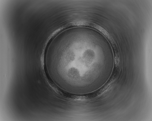 X0000100320438200806051520