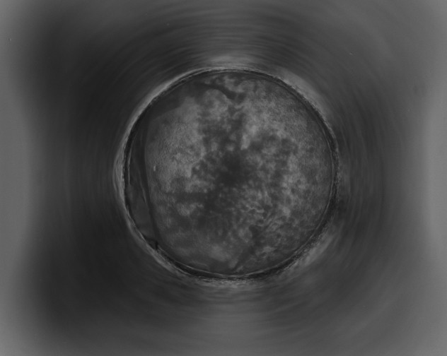 X0000100320941200806191000