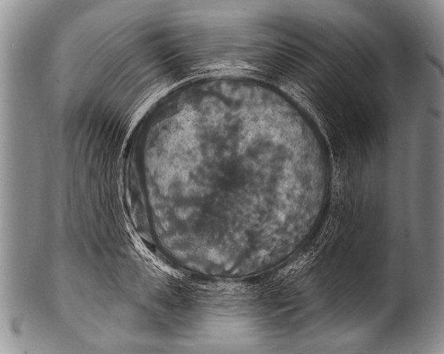 X0000100320941200806261223