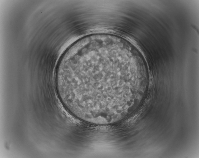 X0000100321053200806261222