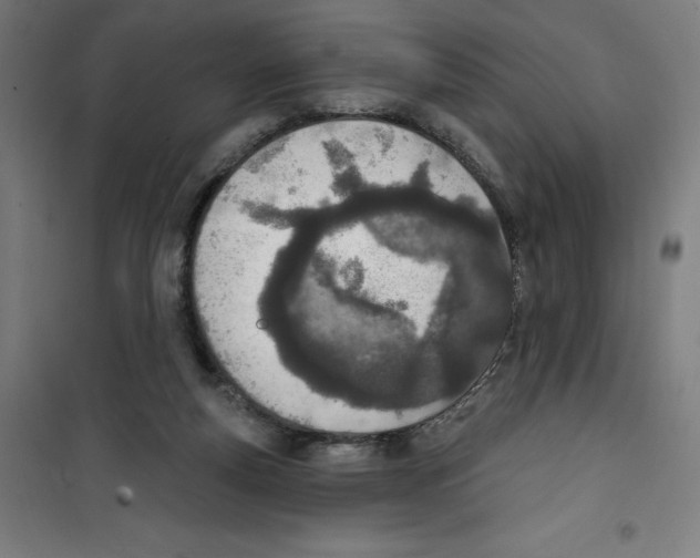 X0000100320163200807031219