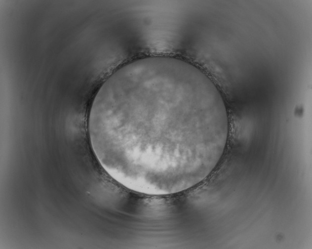 X0000100320419200807031215