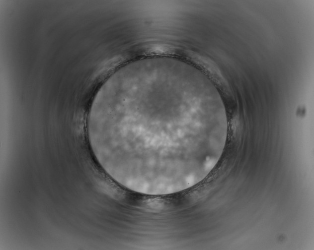 X0000100320423200807031215