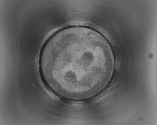 X0000100320438200807031214