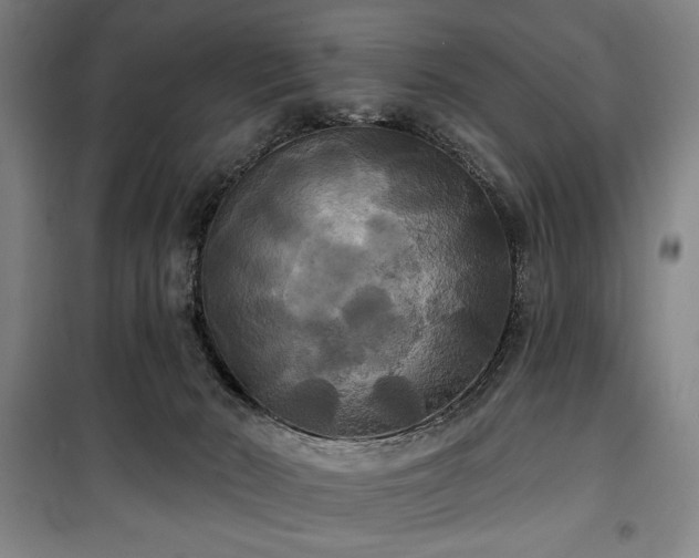 X0000100330030200806051544