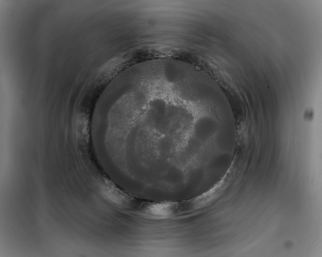 X0000100330178200806051542