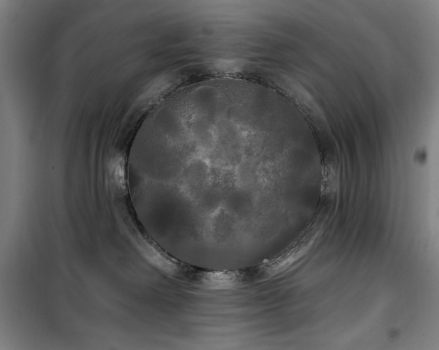 X0000100330238200806051541