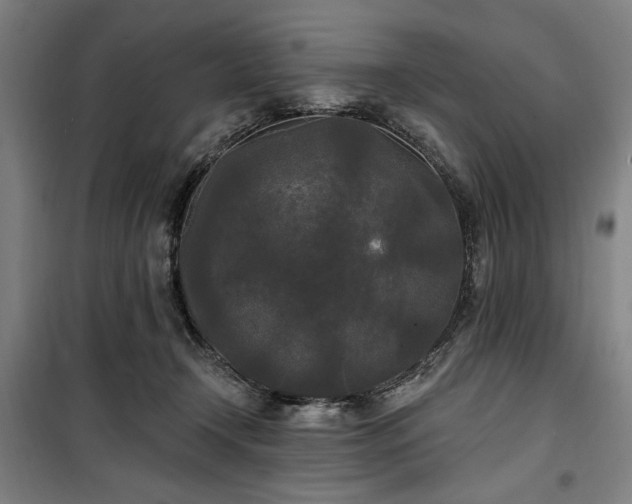 X0000100330366200806051540