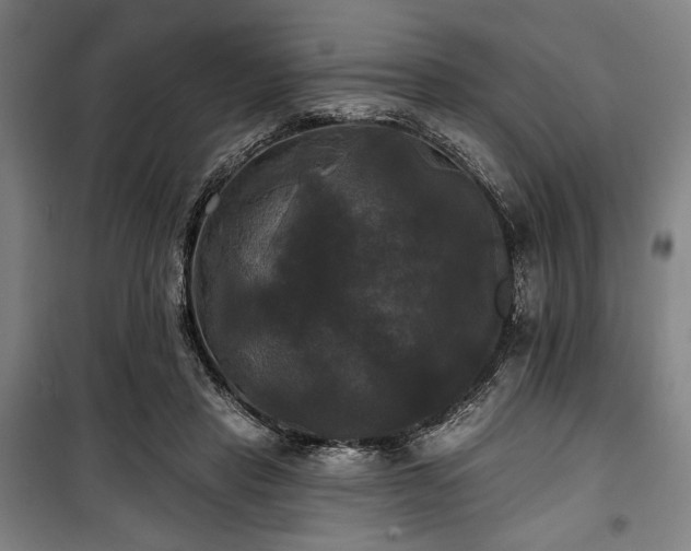 X0000100330453200806051538