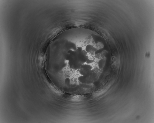 X0000100330527200806051537