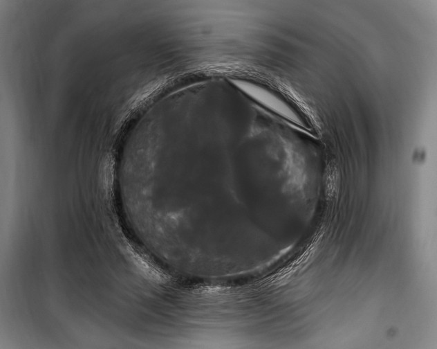 X0000100330637200806051535