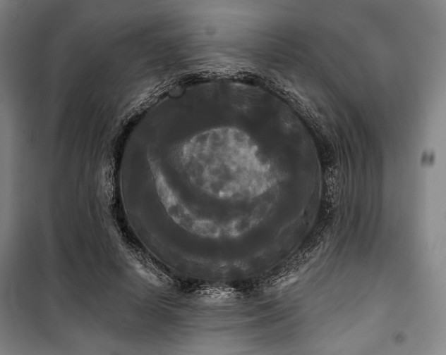 X0000100330642200806051535