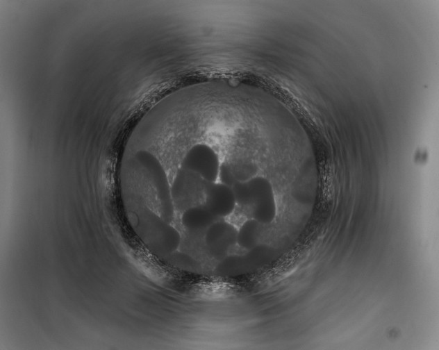 X0000100330695200806051534