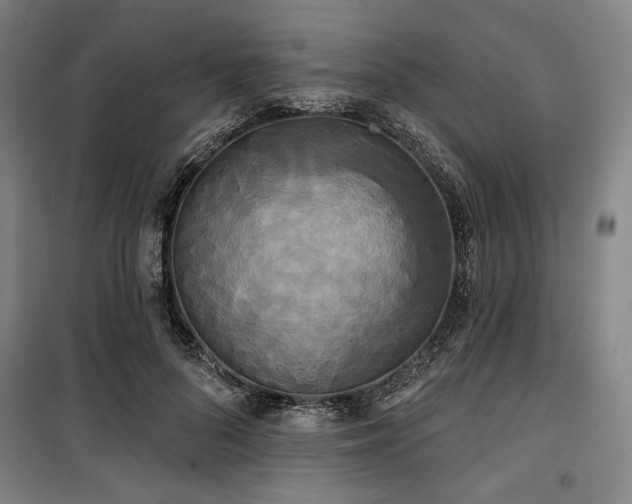 X0000100330696200806051534