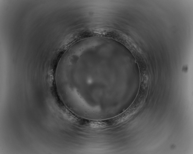 X0000100330707200806051534